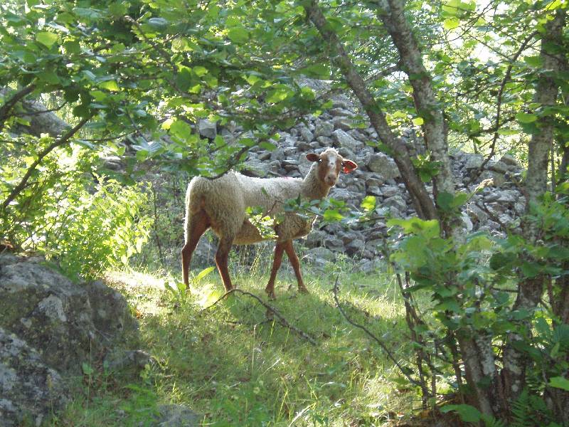 Youri - Ecrins 2005 023 